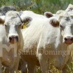 Ganado Charolais de Registro en Monterrey