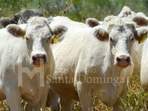 Ganado Charolais de Registro en Monterrey