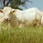 Ganado Charolais de Registro