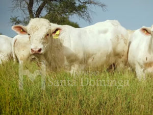 Ganado Charolais de Registro